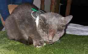 Recovery: The stricken cat took six weeks to get back on his feet.