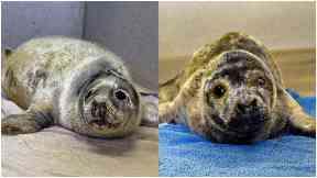 Seals: Harry and Mad-Eye are recovering.