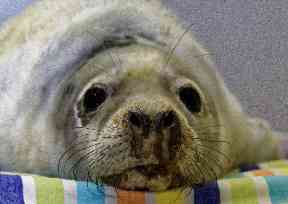 Harry was found with several wounds in Aberdeenshire.