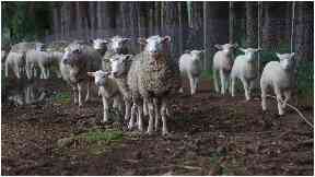 Sheep: Around 80 of the animals have been stolen.