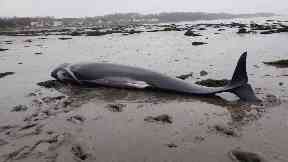 Stranded: The pilot whales washed up in the Firth of Forth.