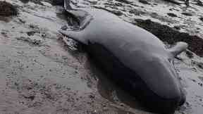 Operation: Special emergency teams worked for hours to get the whales back in the water.