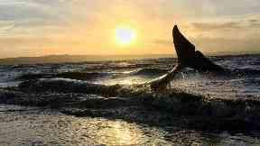 Beached: One pilot whale remains missing.
