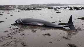 Stranded: The pilot whales got stuck on the mudflats.