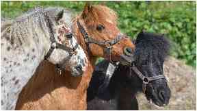Attacked: The pony was deliberately harmed.