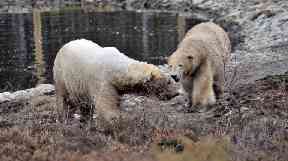 Proud parents: Polar bears Arktos and Victoria.