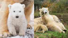 Birthday bear: Hamish has turned one.