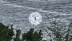 Nessie: 'Best picture in years' taken in August.