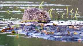 Beaver