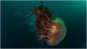 Water: Divers carried out the survey.