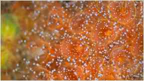 Colourful: The images captured by the divers were described as 'stunning'.