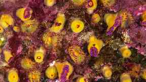 Researchers found jewel anemones in St Kilda.