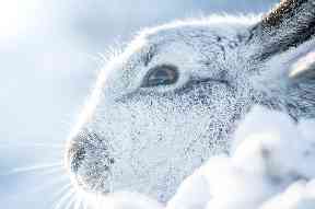 Caught in winter's light.