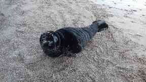 Pup: Narcissa was rescued from Eyemouth beach.