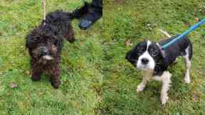 These dogs were abandoned.