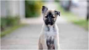German Shepherd: The puppy ran off after the crash.
