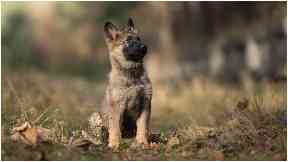 Puppy: Went missing after a car crash in Tayside.