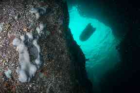A new species of soft coral is currently being studied by researchers.