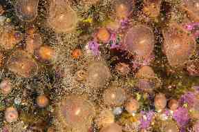 The team said the marine life is in good condition.