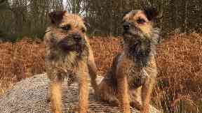 Missing: Ruby and Beetle disappeared in December.