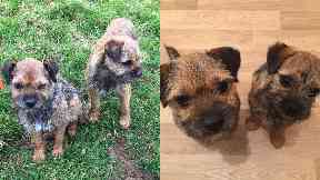Missing: Ruby and Beetle were last seen at a festive hunt.