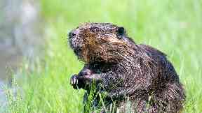 Beaver: The Scottish Government is being called to give the animals European Protected Species.