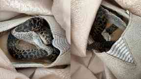 Sneaky: The spotted python travelled to Scotland from Australia.