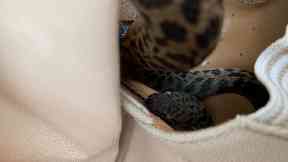 Show: The snake hid in a woman's shoe.