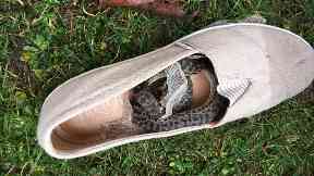 Shedding: The snake was found in Bridge of Allan.