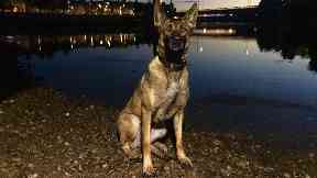 Paw and order: Amber tracked down an alleged drink-driver.