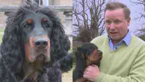 Endangered: Angus Gordon Lennox's ancestors first bred the Gordon Setter.