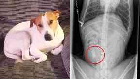 The cartridge was found after Rocco underwent an X-ray.