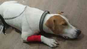 Rocoo began vomiting and refused to eat.