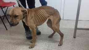 Starved: The dog was found in a 'terrible state'.