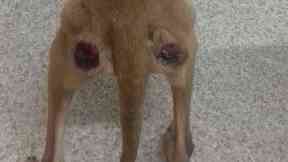 Staffie: The dog had severe pressure sores.