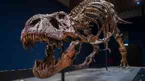 Roaring success: Trix will be unveiled on Thursday.