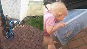 Escaped snake: Bruce Baker found a Boa Constrictor next to his daughter Willow.