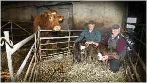 Shock: The four healthy calves were born to an aging cow.
