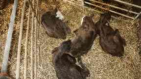 The cow's four calves are healthy and well.