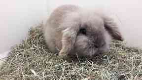 Dumped: Little Bernie was found in a ditch.