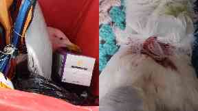 Seagull: The Scottish SPCA is investigating.