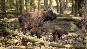 Newborns: The calves will be named after Game of Thrones characters.