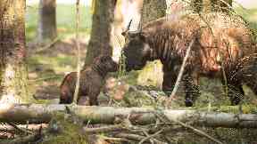 Highland Wildlife Park: Cast your vote to name the newborn calves.