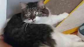 Fighting for life: Little Rhea was shot on Tuesday.