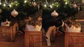 Attacked: Both Oreo and Rhea have been shot.