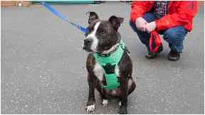 Star has been rehomed by Graeme Webb.