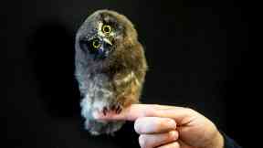 Marv-owl-lous: Miska has been named after a Swedish naturalist.