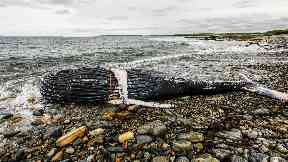 Whale: The animal was found dead wrapped in fishing gear.