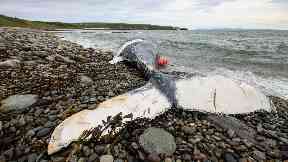 The whale washed ashore near Caithness.
