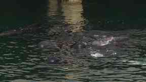 Kirkwall: The whales appeared at Hatston Pier.